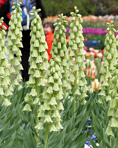 fritillaria persica Ivory Bells.jpg